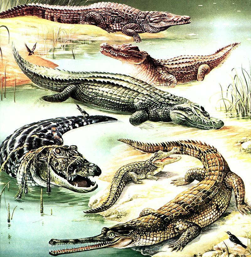 Ds-Animal D011 - Crocodiles-and-Gavial.jpg
