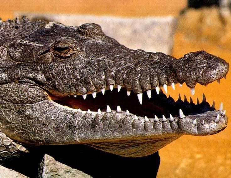 head crocodile.jpg