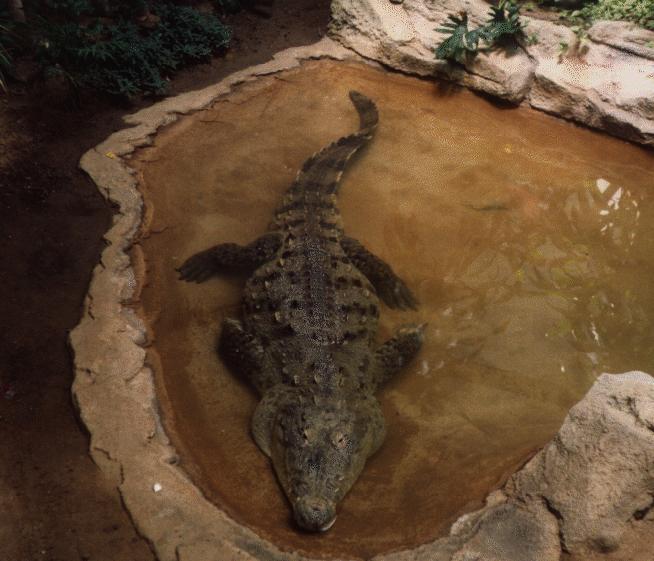 American Crocodile.jpg