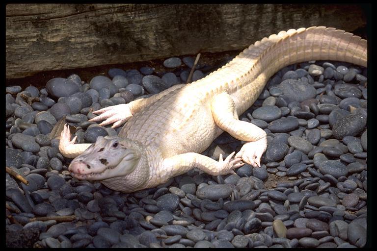 White Alligator-Albino.jpg