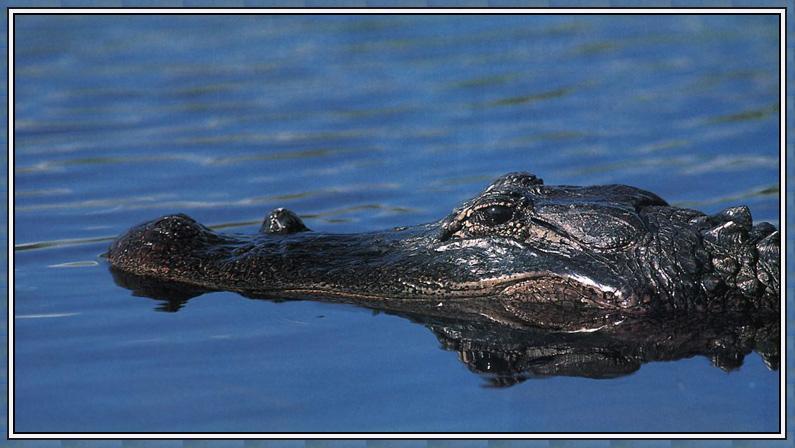 Alligator 01-Face Closeup.jpg