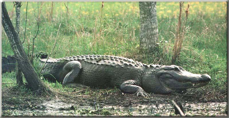Alligator 01-Stalks on swamp edge.JPG