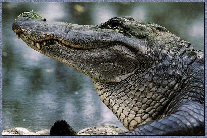 Alligator 02-Face Closeup.jpg