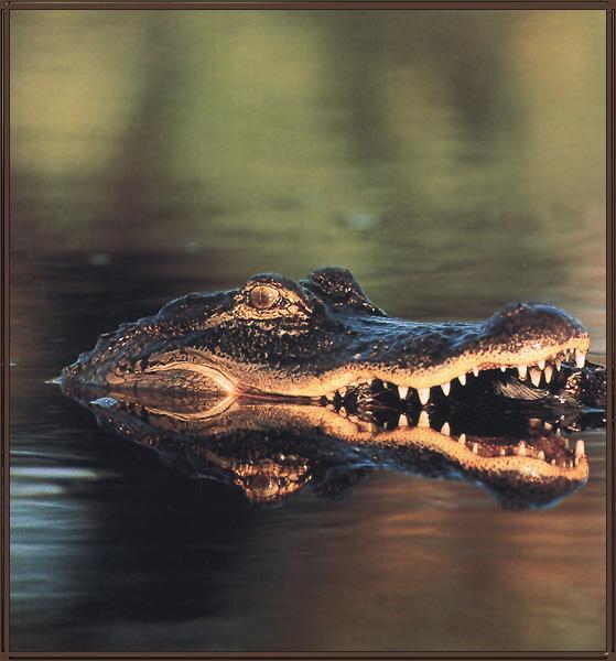 Alligator 03-Face Closeup-Somthing in Mouth.jpg