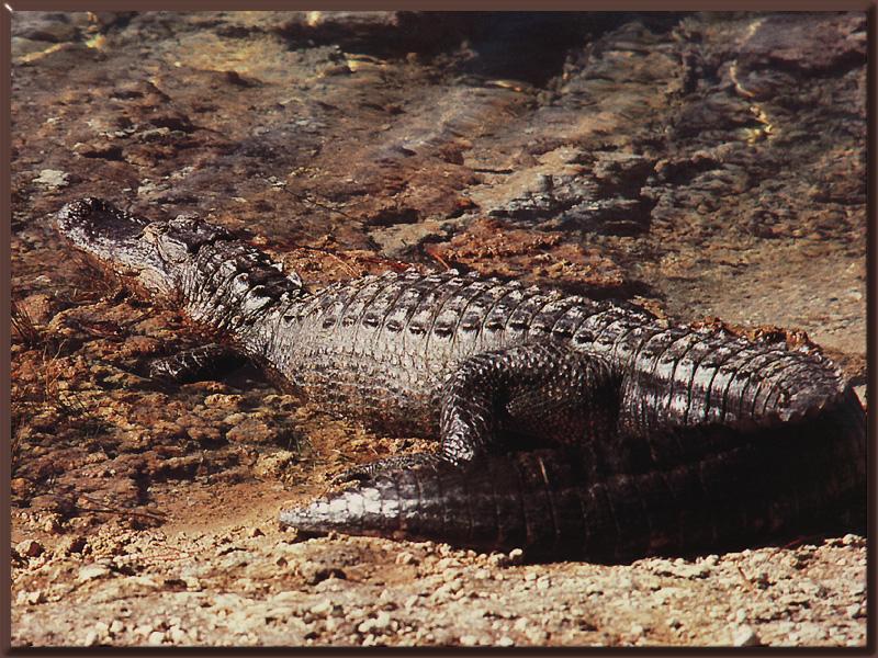 Alligator 04.jpg