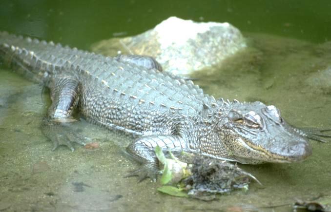 Alligator 21 232.jpg
