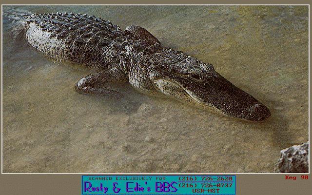 alligator-anim063.jpg