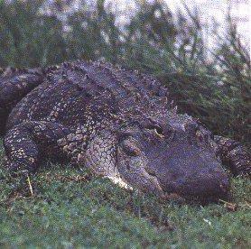 Alligator On Land.jpg