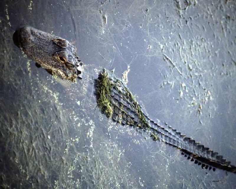 animalwild003-Alligator.jpg
