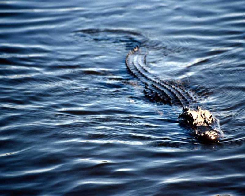 animalwild004-Alligator-Floating.jpg