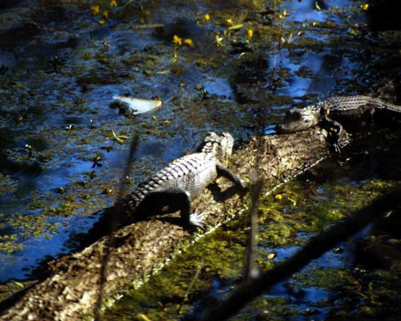 animalwild005-2 Alligators-Meet on log in water.jpg