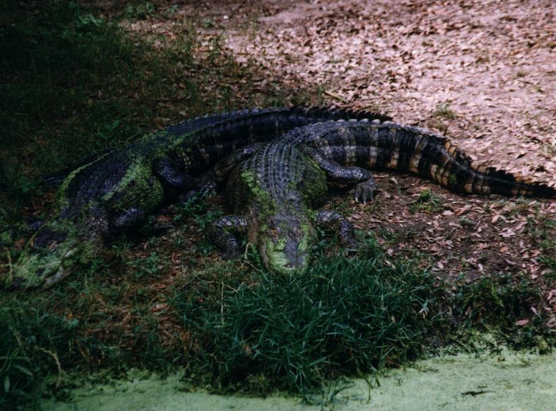 crock1-American alligators-pair on river bank.jpg