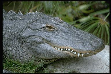Ip24 072-Alligator face closeup.jpg