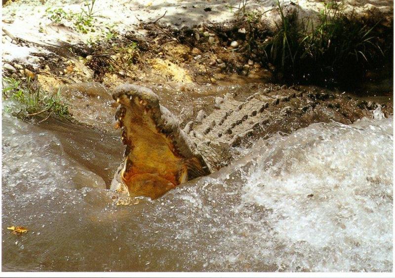 Silver Springs AlliGator Attack-Open mouth.jpg