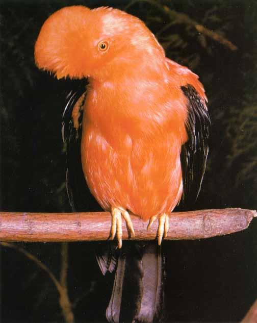 AwhatBird05-Andean Cock-of-the-rock-Perching on log.jpg