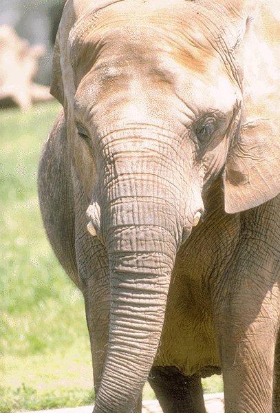 09350034-African Elephant-Young-Face.jpg