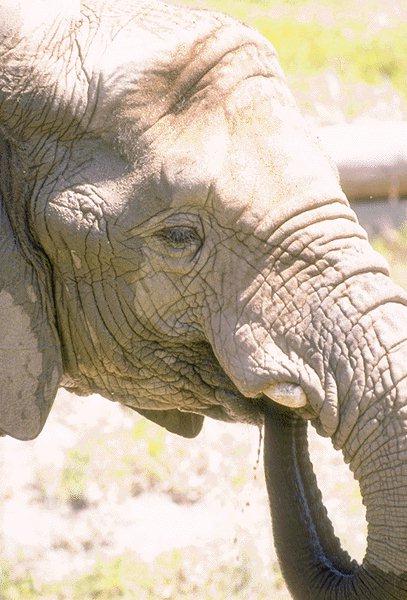 09350036-African Elephant-Drinks Water With Nose.jpg