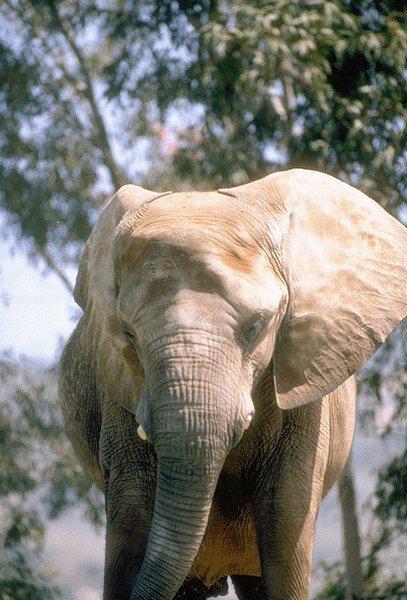 09350038-African Elephant-Face.jpg