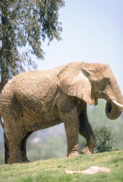 09350039-African Elephant-Walking Grasshill.jpg