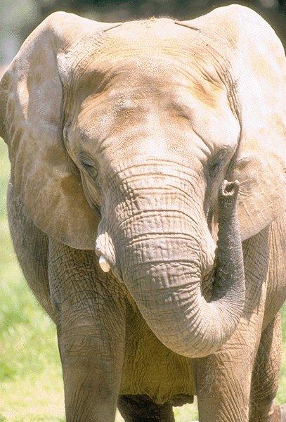 09350041-African Elephant-Front View.jpg