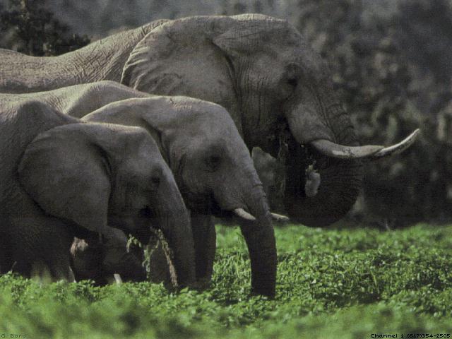 anim005-3 African Elephants Dinner.jpg