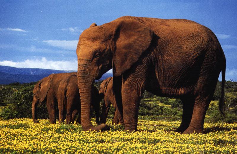 3 Elephants in Yellow Flower Field-olifant.jpg
