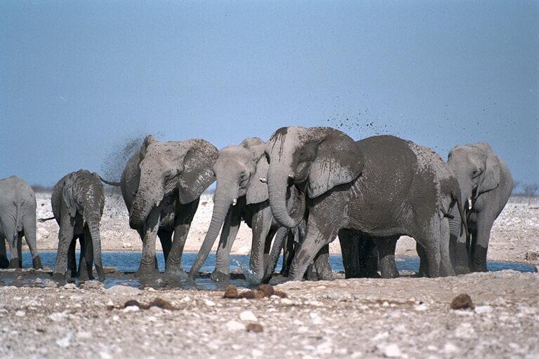 408056-African Elephants-Herd-Mud Bathing in Oasis.jpg