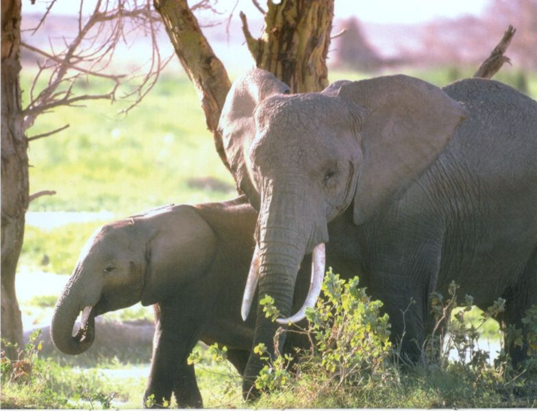 African elephants-mom and baby-by Joel Williams.jpg