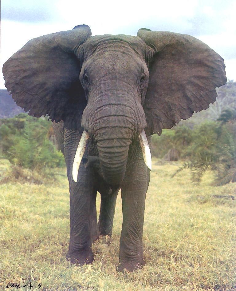 African Elephant-standing on grass-closeup.jpg