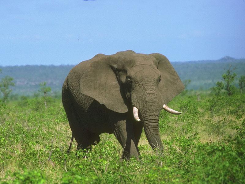 African Elephant 02-Walking in bush.jpg