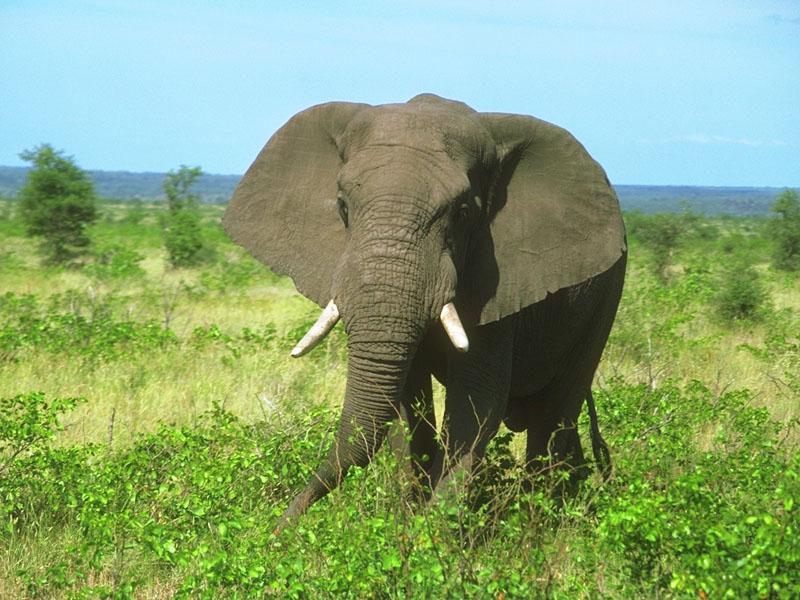 African Elephant 03-Walking in bush.jpg