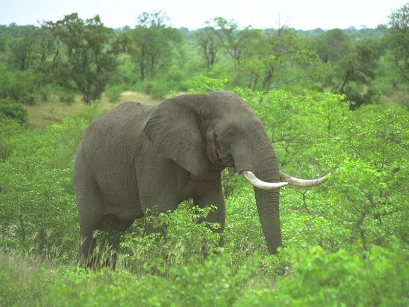 African Elephant 04-Walking in bush.jpg