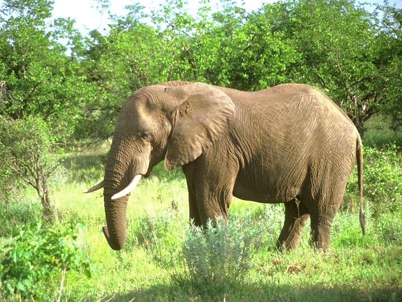 African Elephant 05-Standing in bush.jpg
