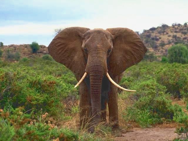 African Elephant 009-Standing-In-Bush.jpg