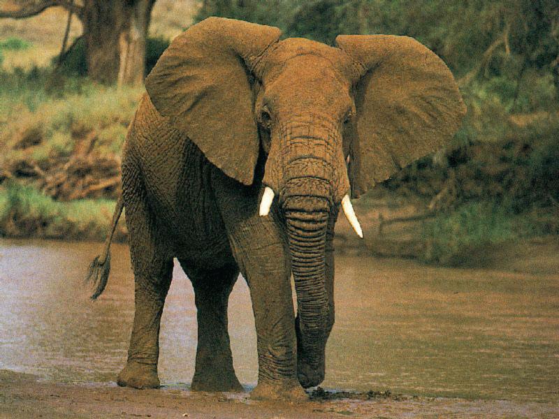 African Elephant 0-Walking Out Of Stream.jpg