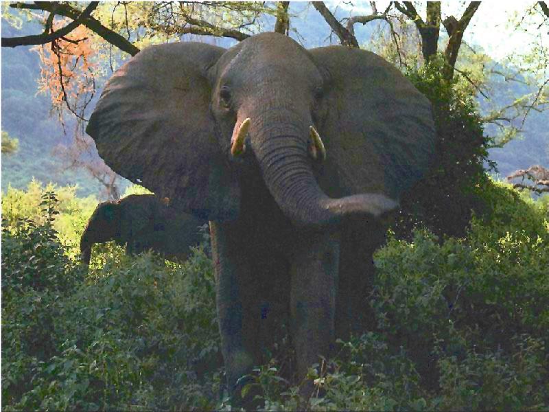 African Elephant 1-Standing-In Bush.jpg