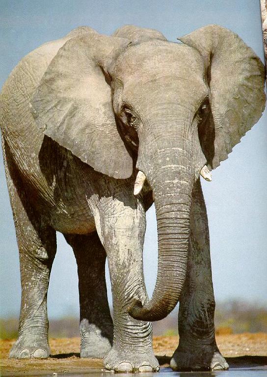African Elephant 9.jpg