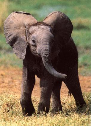 African Elephant-baby1-Wide Ears.jpg