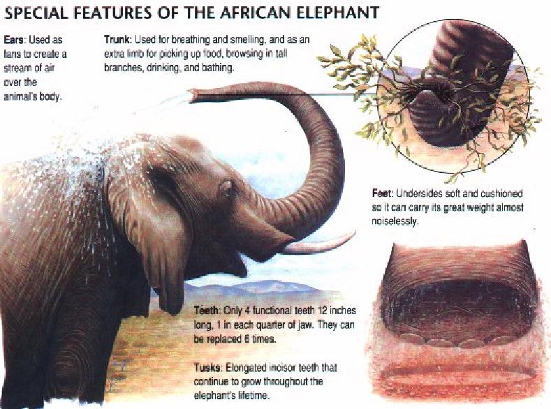 African Elephant-Feature Sheet.jpg