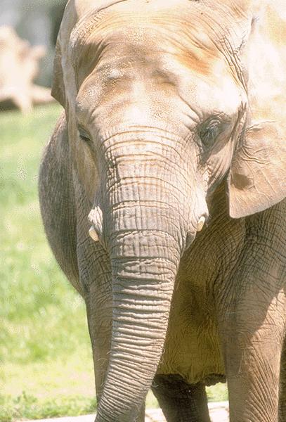 African Elephant Front View.jpg