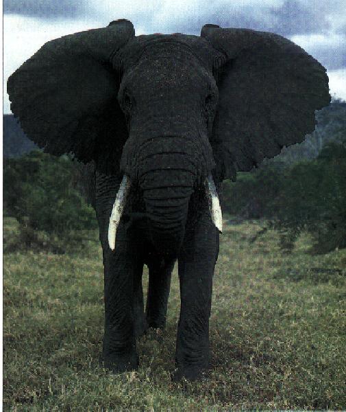African Elephant-Front View 01.jpg
