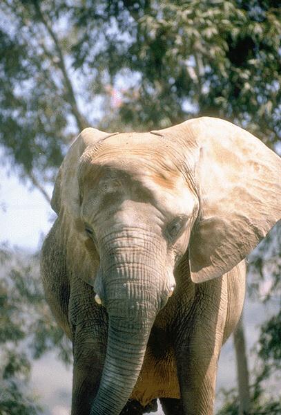 African Elephant Front View 02.jpg