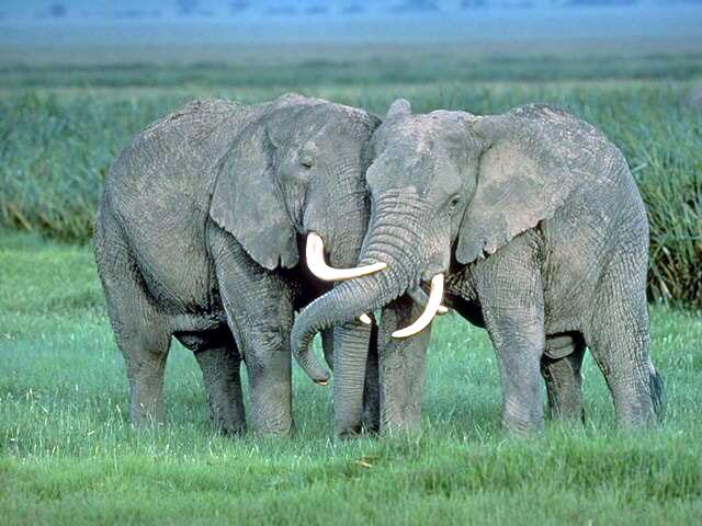 African Elephants 1-Couple-Kissing on Green Grassfield.jpg