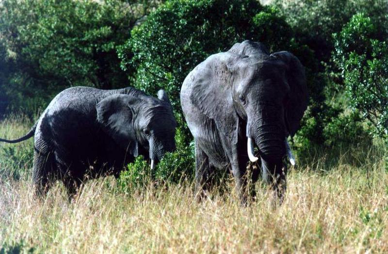 African Elephants 2-Mom and Young-Out Of Bush.jpg