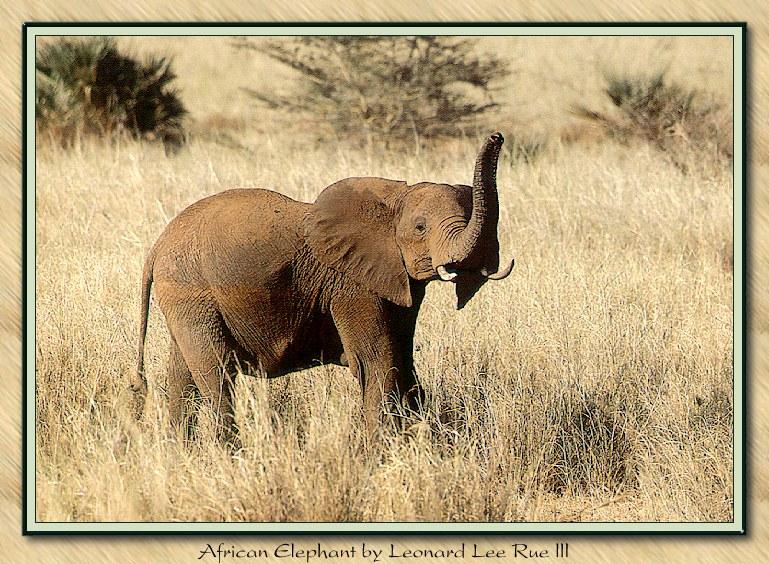 ele 001-African Elephant-Roaring in Bush.jpg
