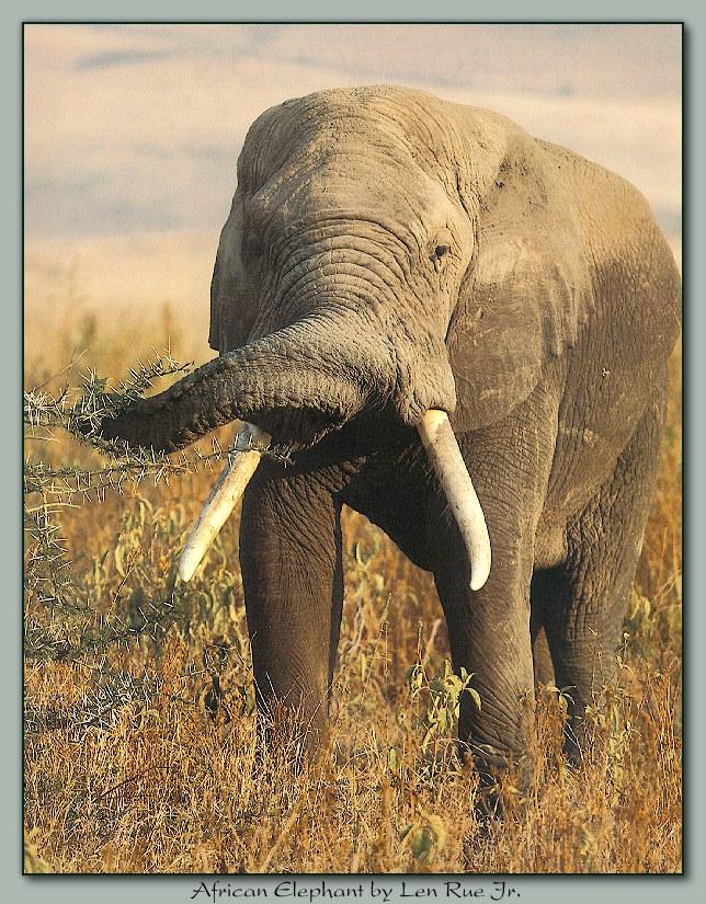 ele 002-African Elephant-Eating Grass.jpg