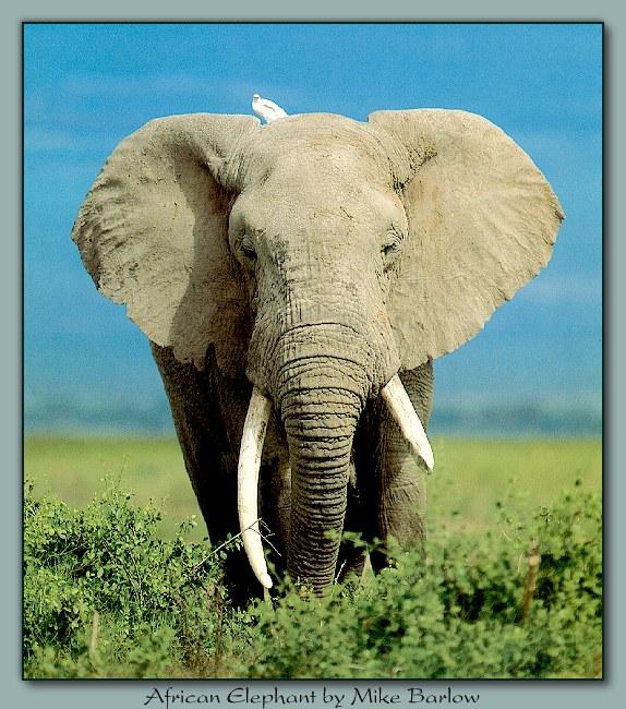 ele 003-African Elephant in Bush-White Egret on Head.jpg
