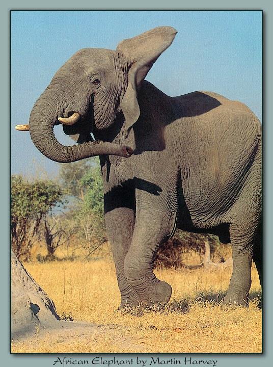 ele 004-African Elephant-Swing Ears.jpg