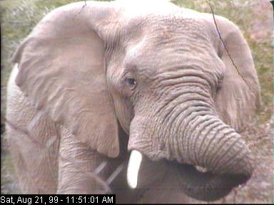 ele21a-African Elephant-face closeup.jpg