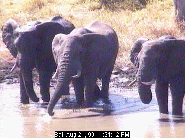 ele21b-African Elephants-from Africam.jpg